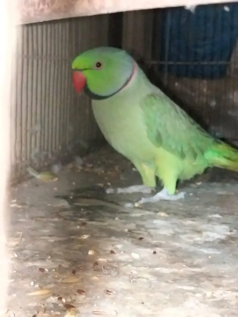 1 breeding pair & 2 Male (Ringnecks) — photo 2