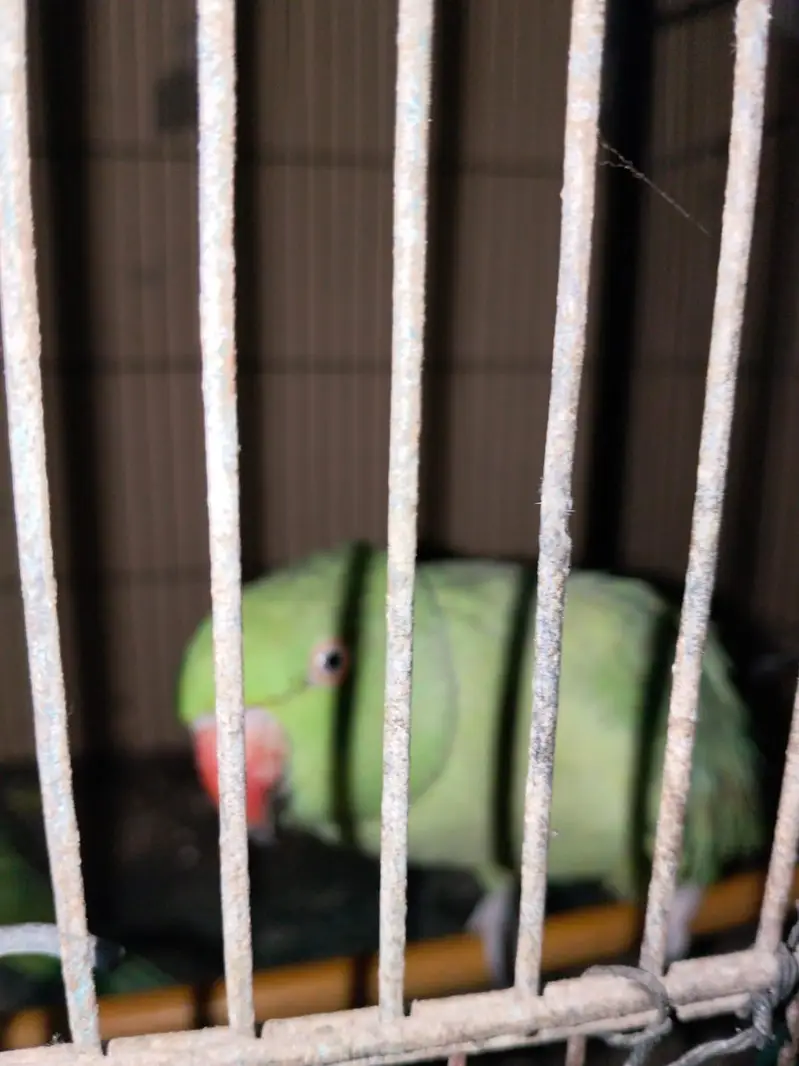 1 breeding pair & 2 Male (Ringnecks) — photo 3