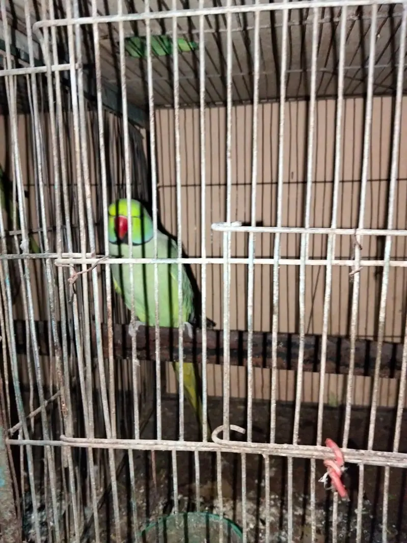1 breeding pair & 2 Male (Ringnecks) — photo 4