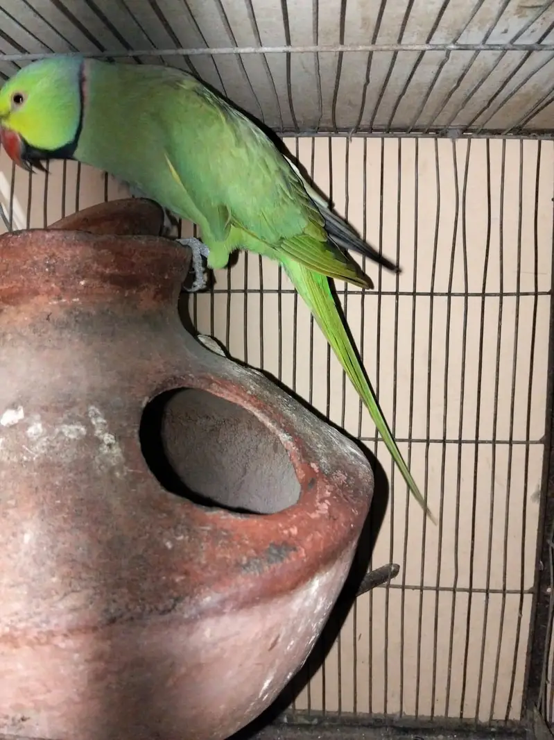 1 breeding pair & 2 Male (Ringnecks) — photo 5