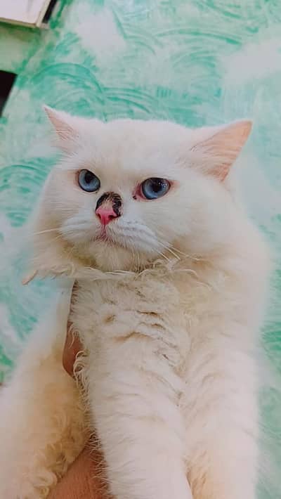 Persian white  cat