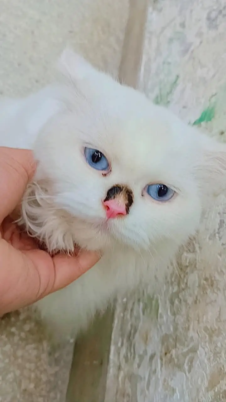 Persian white  cat — photo 3