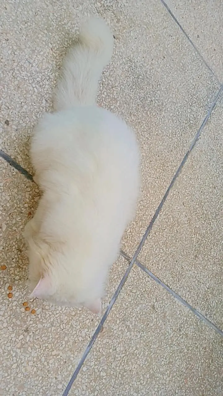 Persian white  cat — photo 8