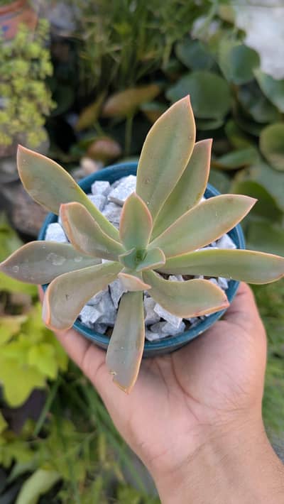 Echeveria Succulent Plant in Ceramic Decorative Pot