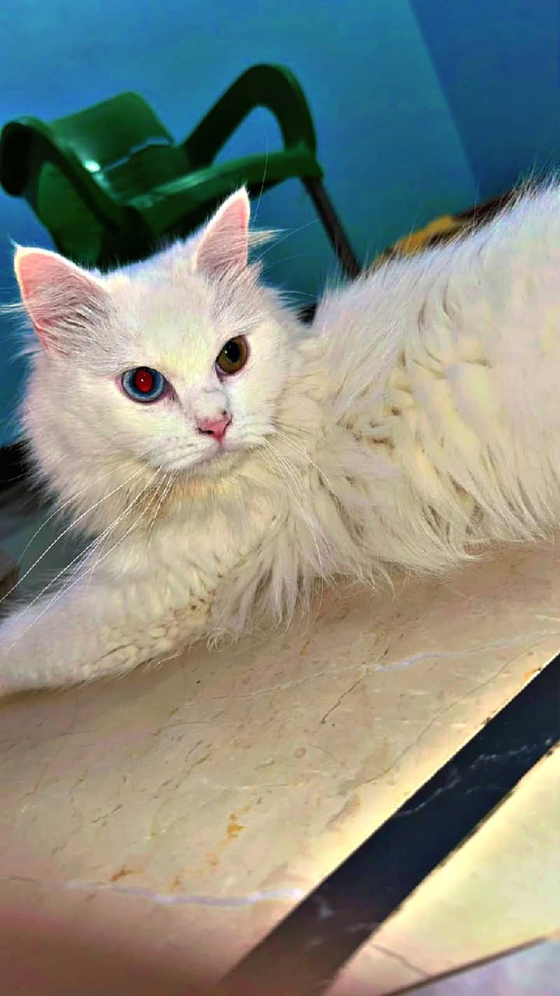 persian cat 1