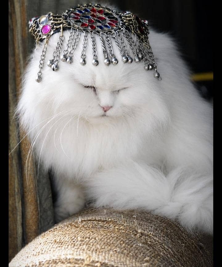 persian cat 2
