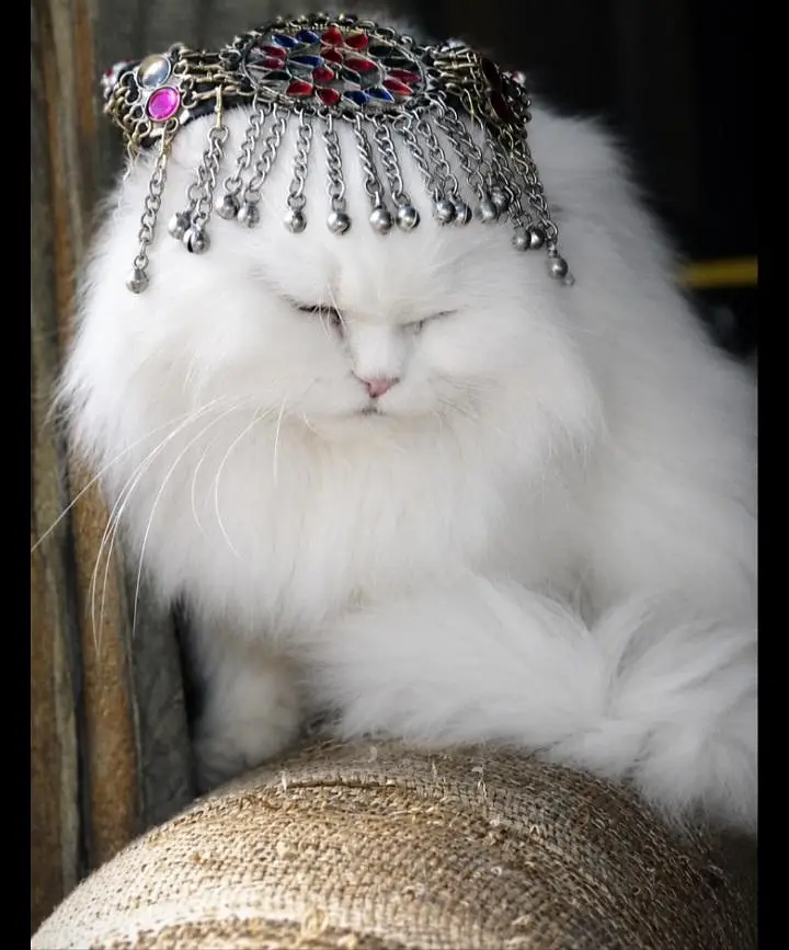 persian cat — photo 3