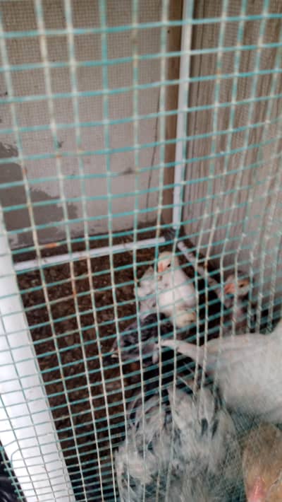 Brahma Chick's And Breeder Male Available