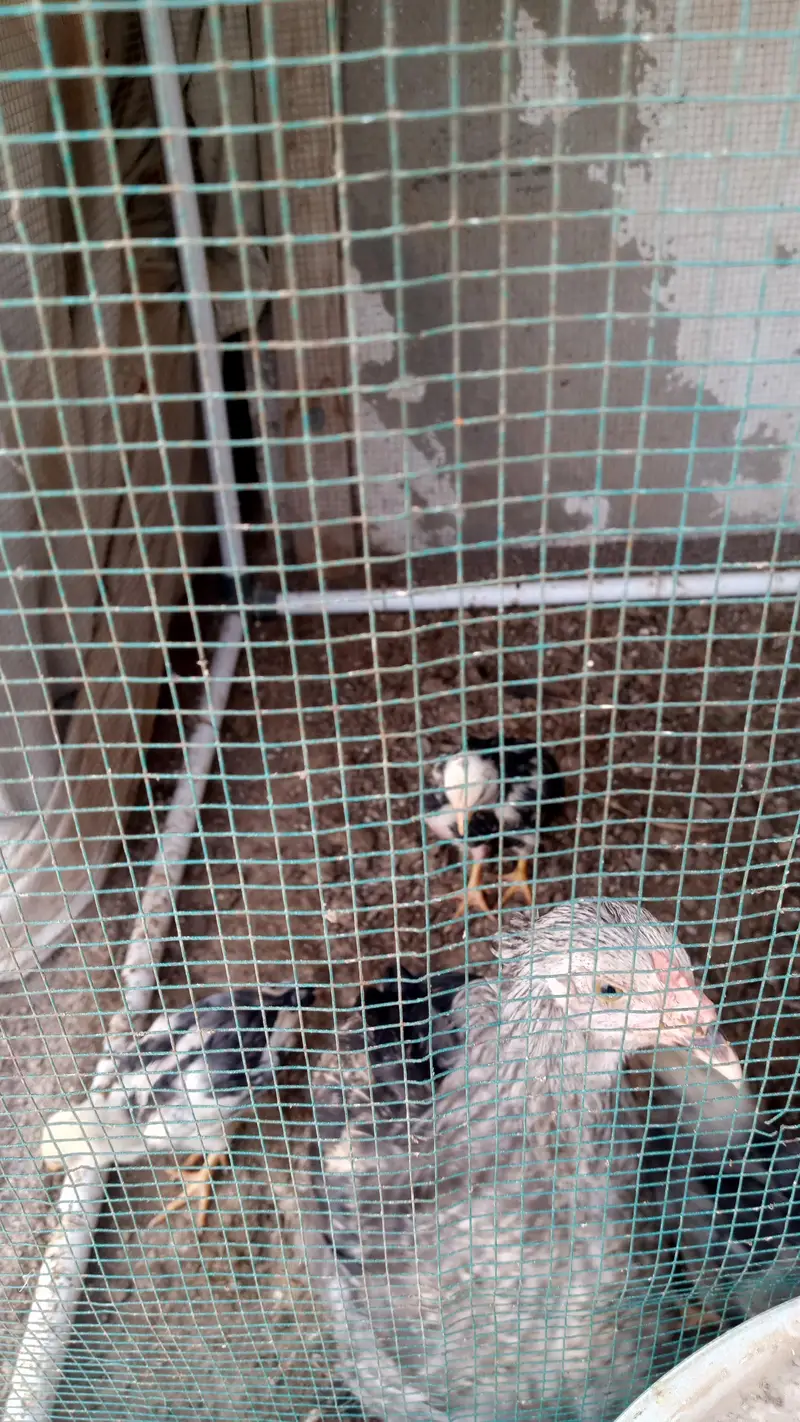 Brahma Chick's And Breeder Male Available — photo 2