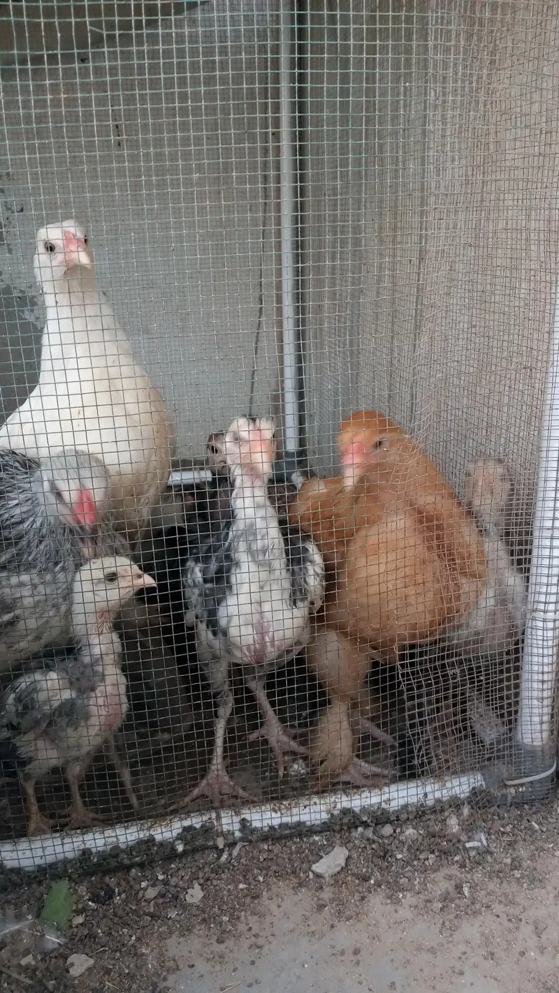 Brahma Chick's And Breeder Male Available — photo 3