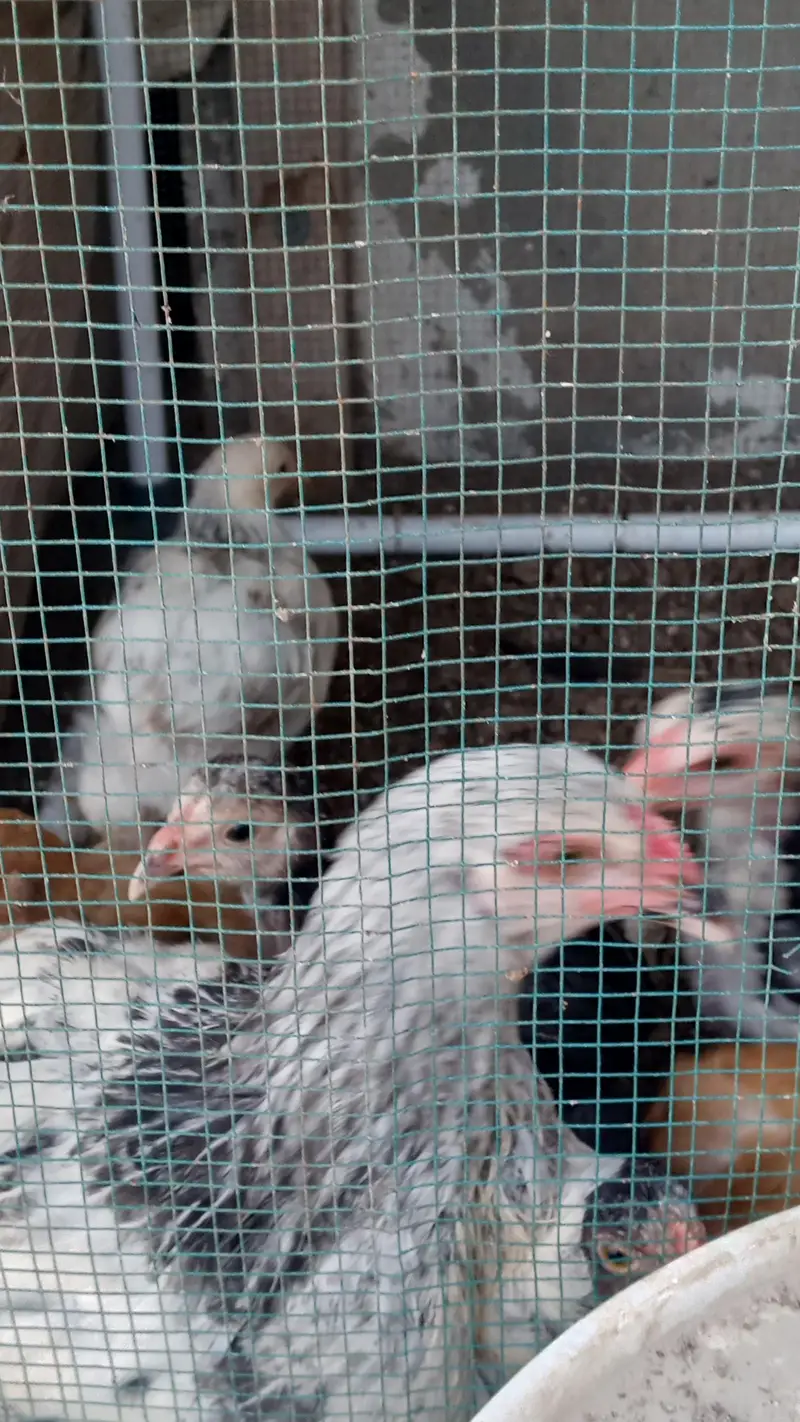 Brahma Chick's And Breeder Male Available — photo 4