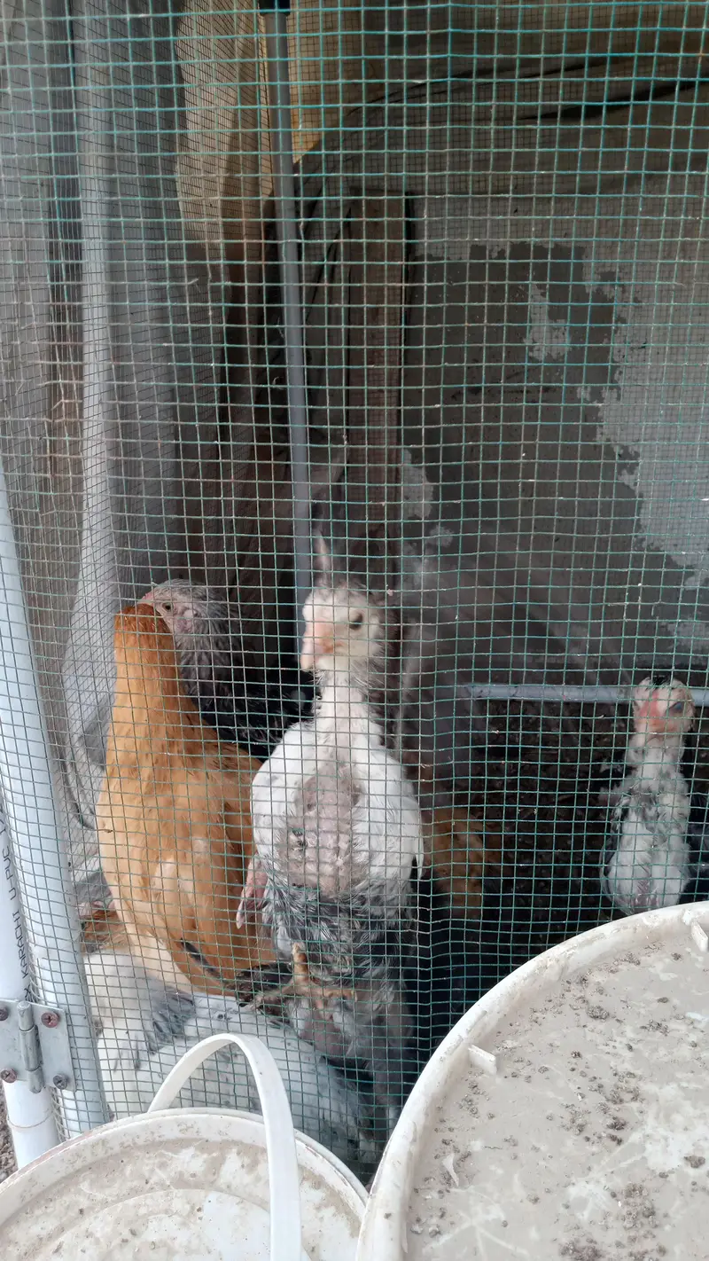Brahma Chick's And Breeder Male Available — photo 5