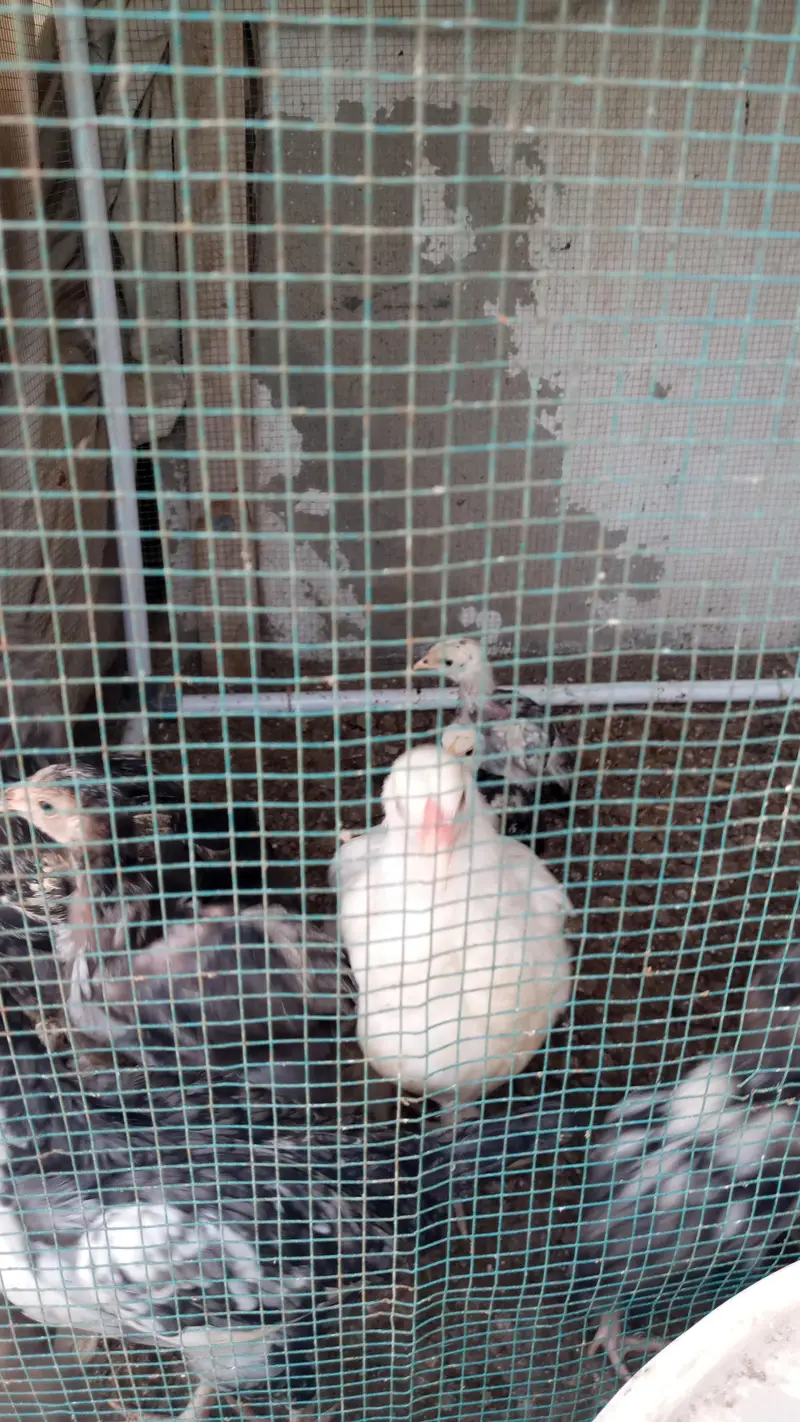 Brahma Chick's And Breeder Male Available — photo 6