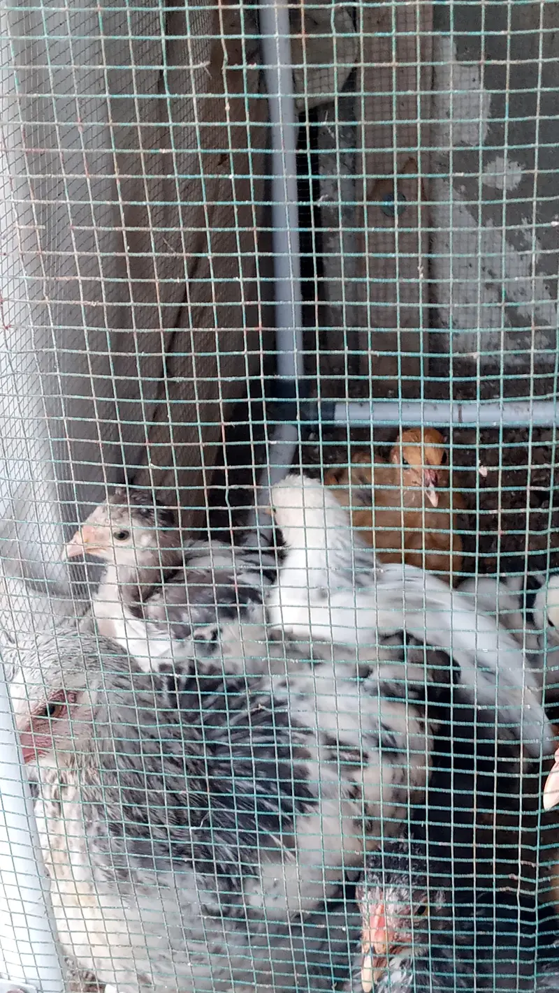 Brahma Chick's And Breeder Male Available — photo 7