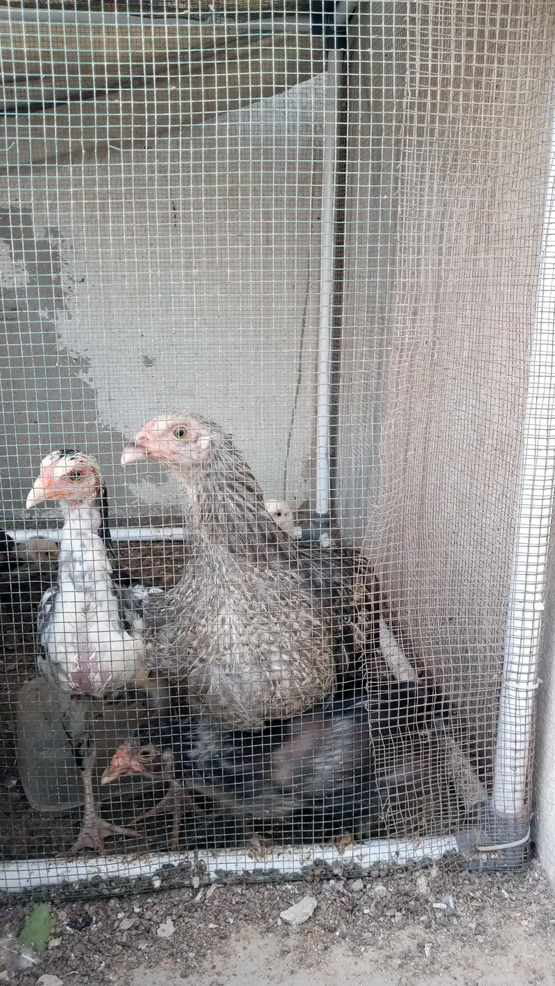 Brahma Chick's And Breeder Male Available — photo 8