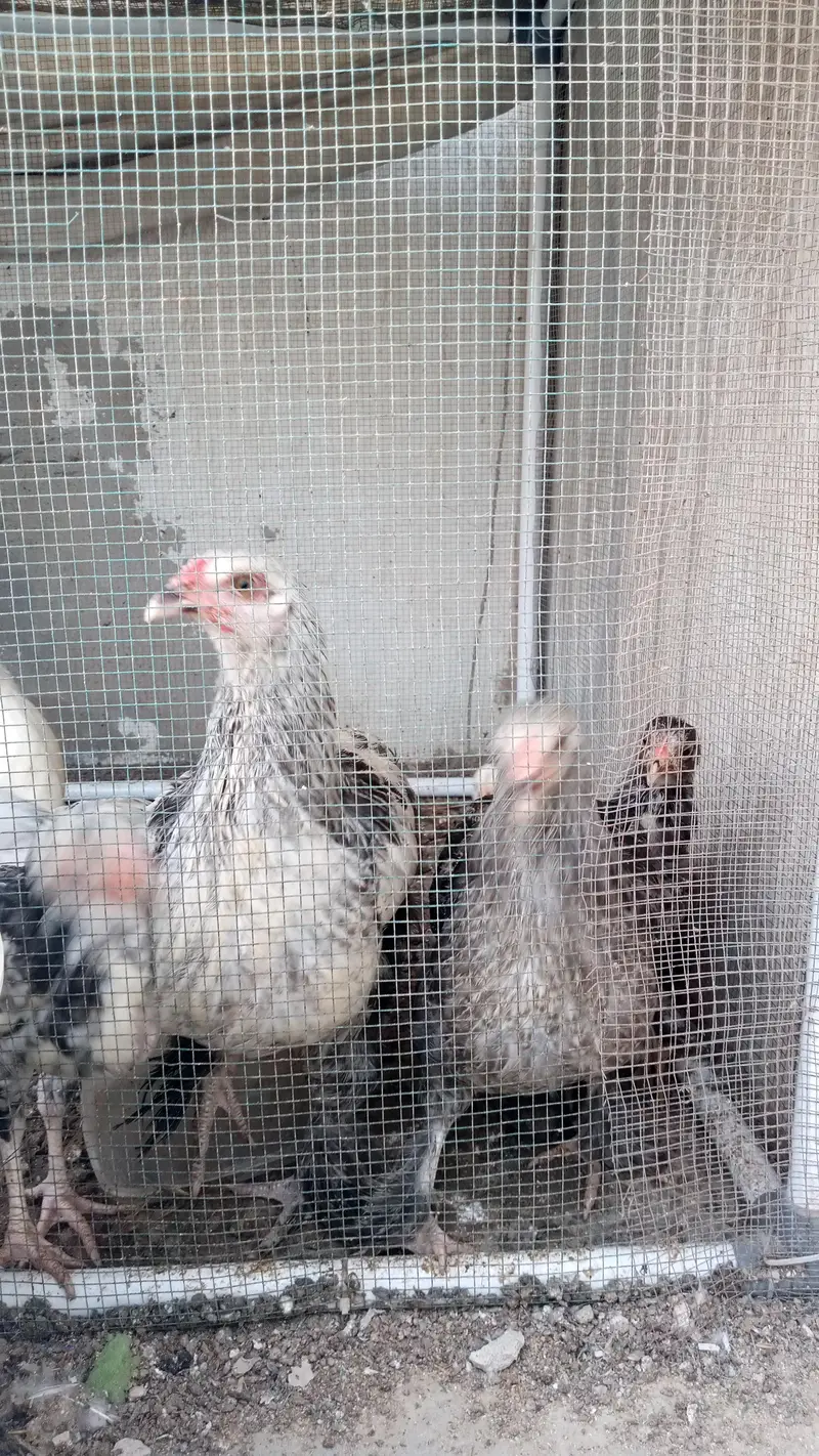 Brahma Chick's And Breeder Male Available — photo 9