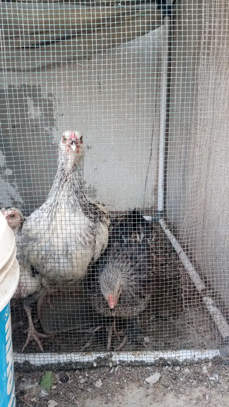Brahma Chick's And Breeder Male Available — photo 10