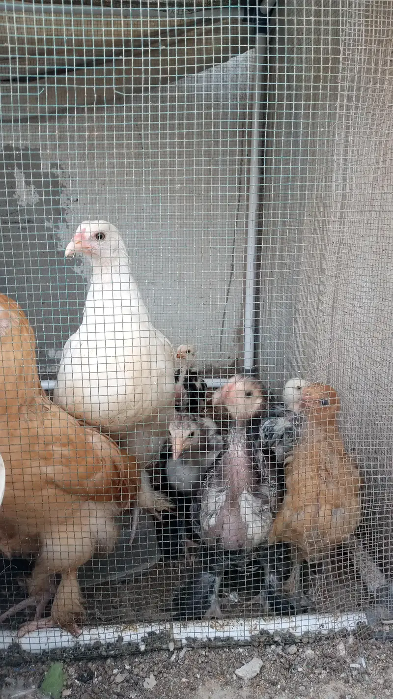 Brahma Chick's And Breeder Male Available — photo 11