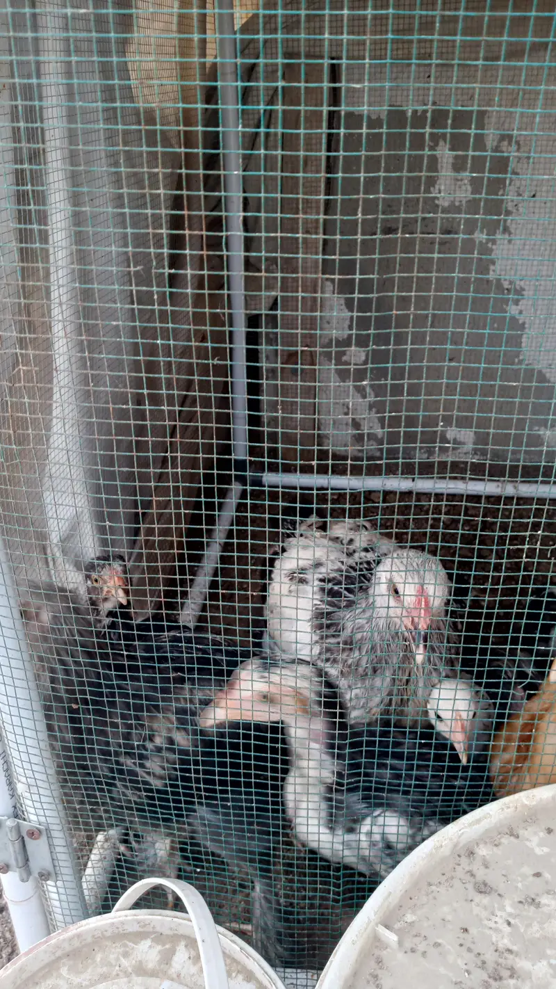 Brahma Chick's And Breeder Male Available — photo 12
