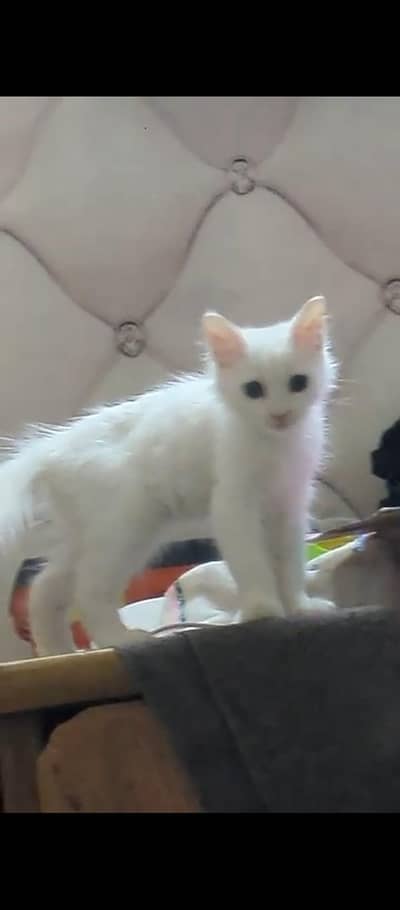 persian kitten