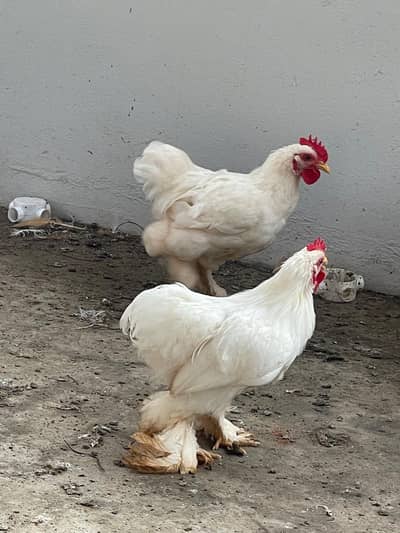 White Healty and Active  Bantam  For Sale
