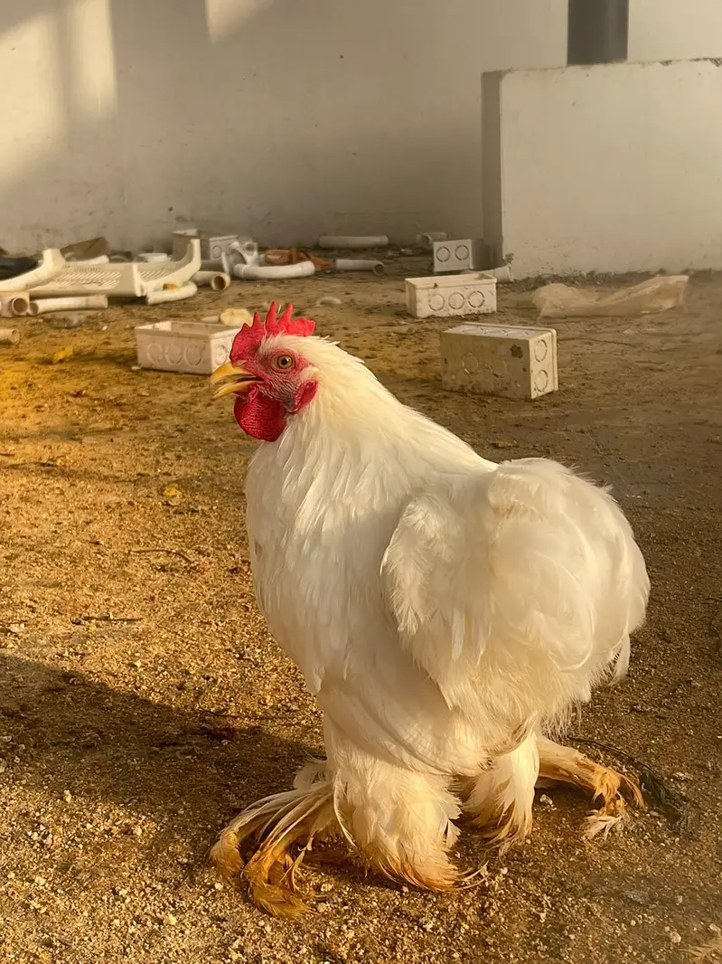 White Healty and Active  Bantam  For Sale — photo 2