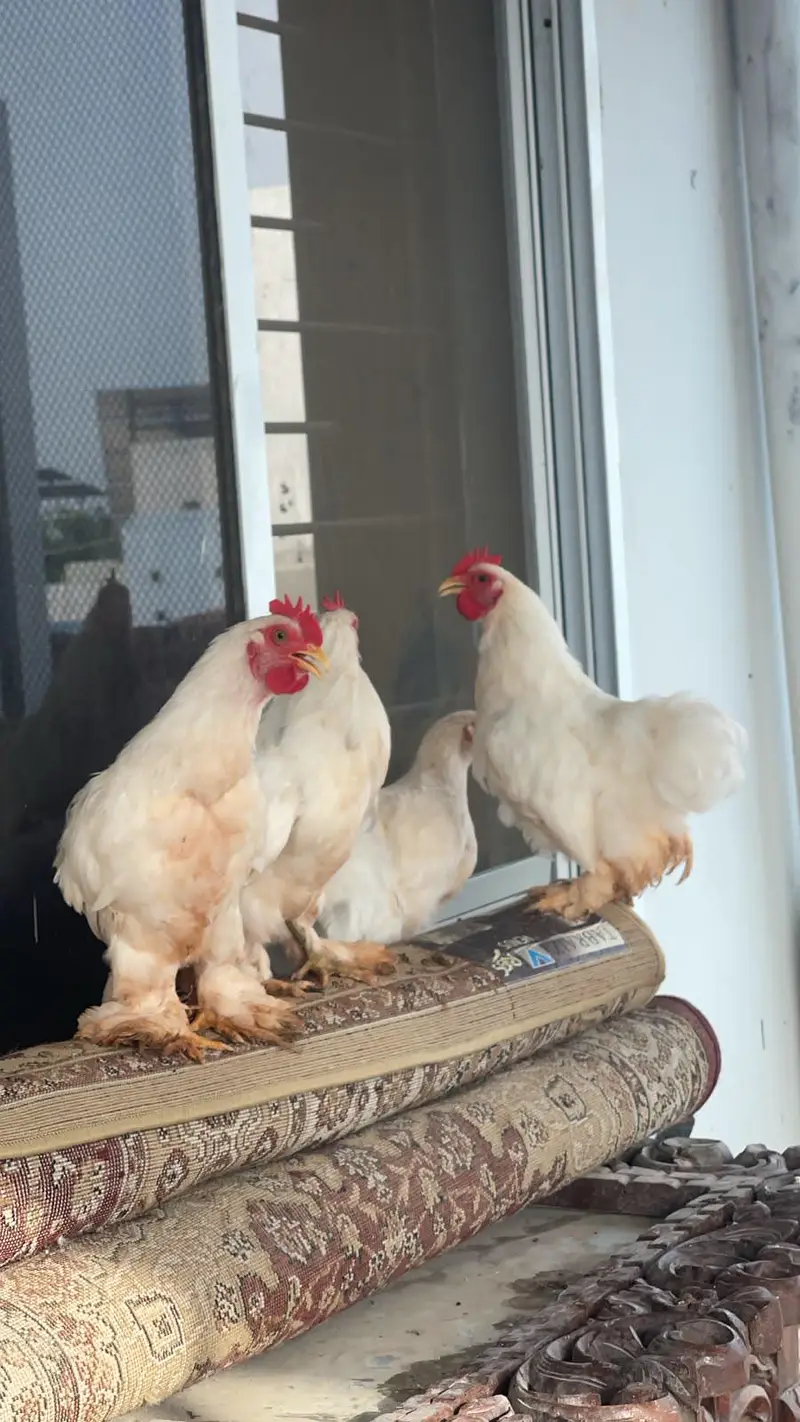 White Healty and Active  Bantam  For Sale — photo 3
