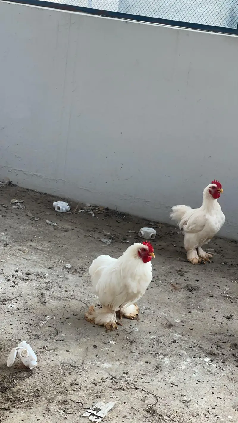 White Healty and Active  Bantam  For Sale — photo 4