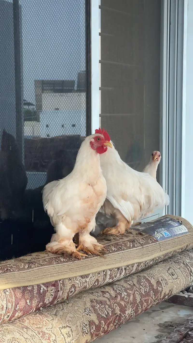 White Healty and Active  Bantam  For Sale — photo 5