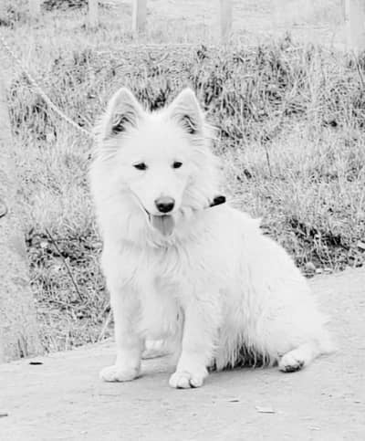 russain o siez femle for sale
