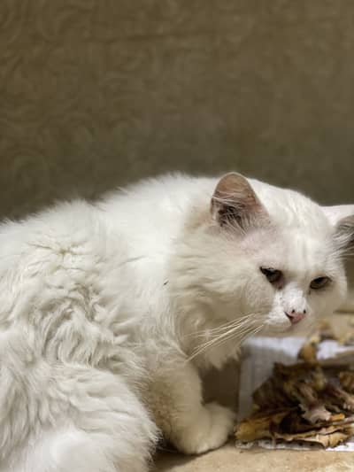 2 persian cats