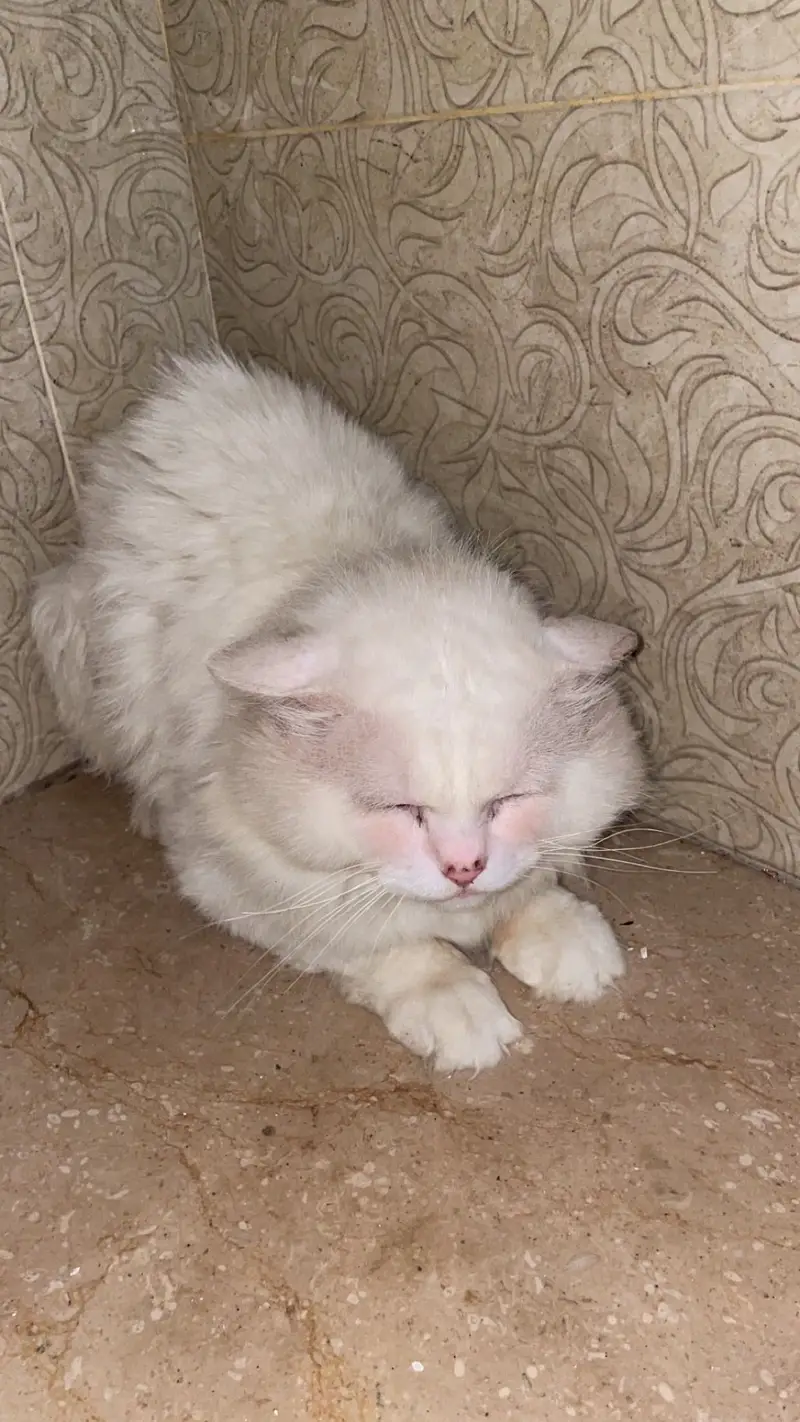 2 persian cats — photo 3