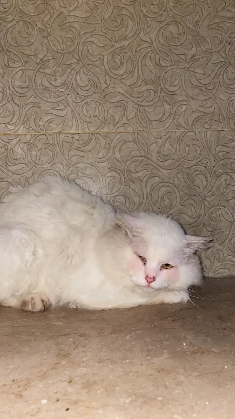 2 persian cats — photo 4