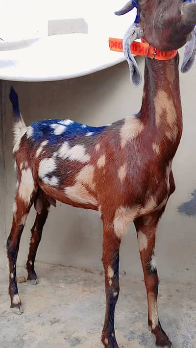 Bisser Female For Sell: 0334-3769578.