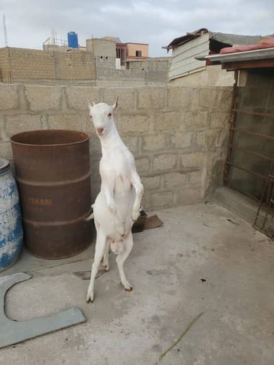 bakra eid k lie kurbani k lie bakra or breader bhe acha h