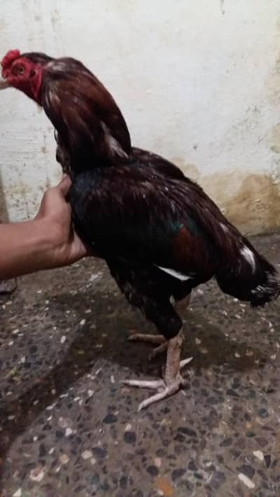 amoroha aseel patha Whatsapp number 03199458598
