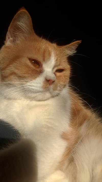 Scottish Double Coat cat named Bella