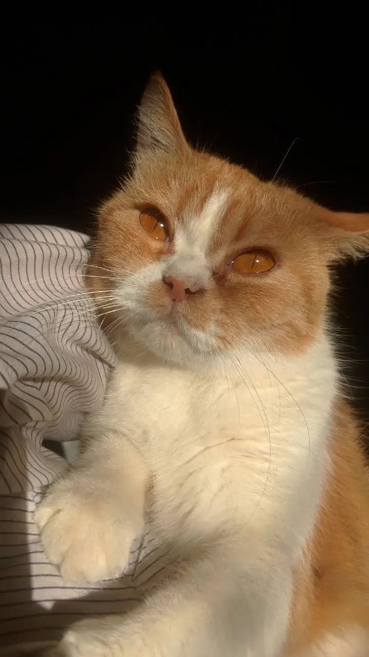 Scottish Double Coat cat named Bella — photo 2