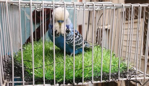Exhibition Male / King Size pair / Tcb King Size pathi Female