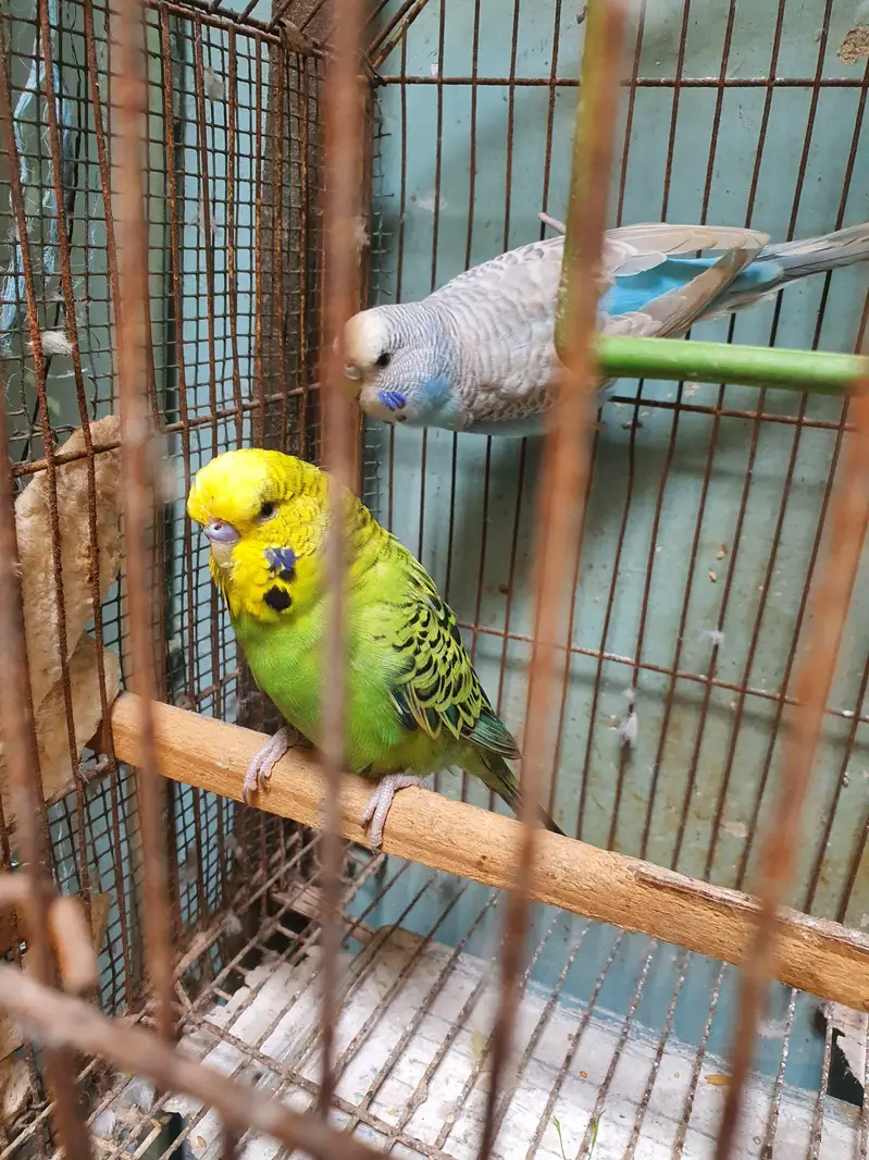 Exhibition Male / King Size pair / Tcb King Size pathi Female — photo 2