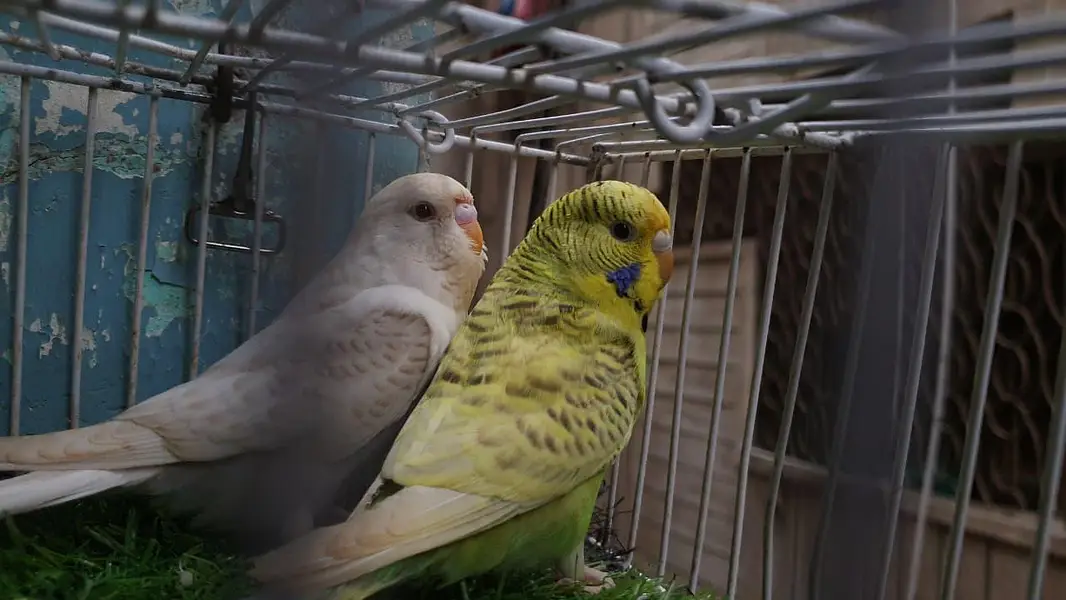Exhibition Male / King Size pair / Tcb King Size pathi Female — photo 3
