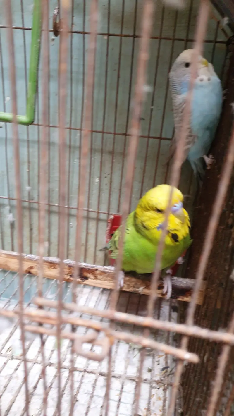 Exhibition Male / King Size pair / Tcb King Size pathi Female — photo 5