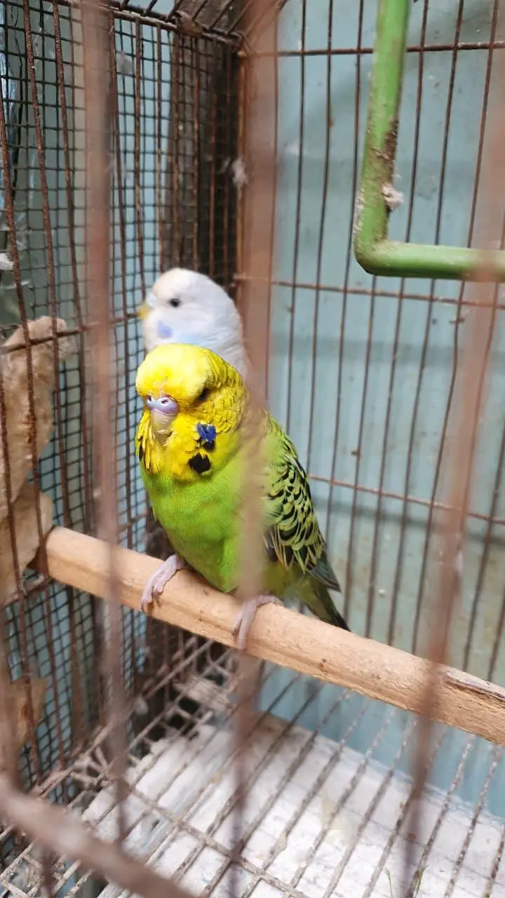 Exhibition Male / King Size pair / Tcb King Size pathi Female — photo 6