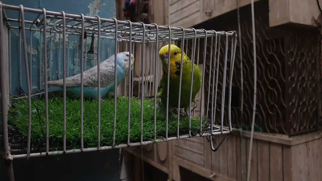 Exhibition Male / King Size pair / Tcb King Size pathi Female — photo 7