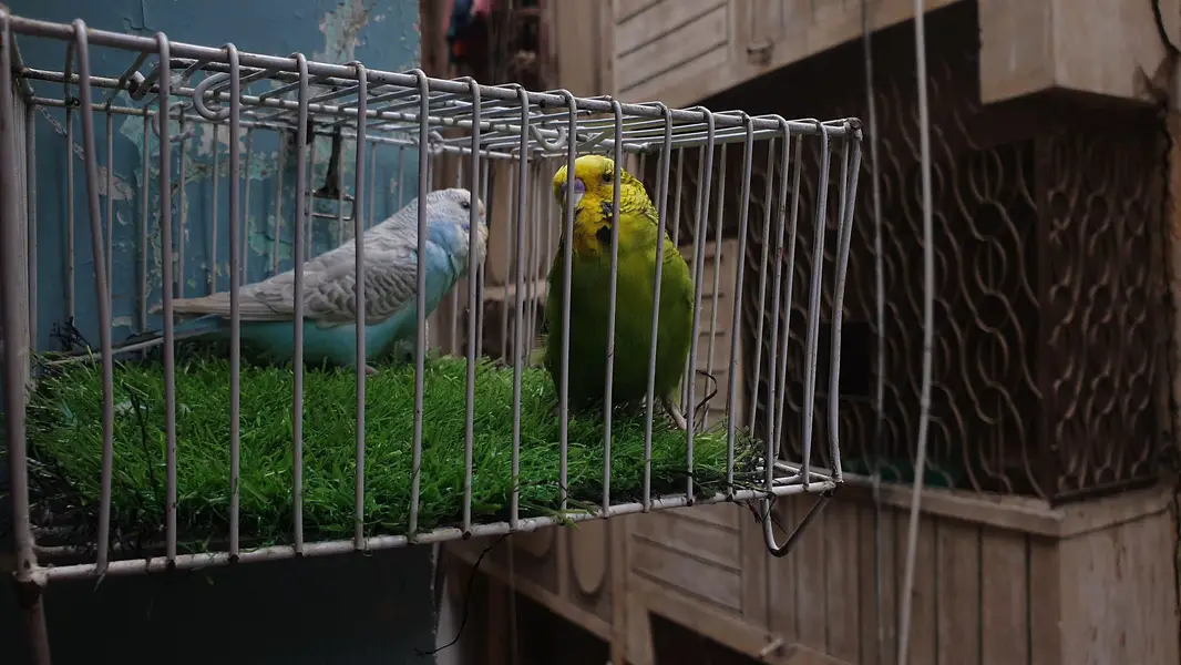 Exhibition Male / King Size pair / Tcb King Size pathi Female — photo 8