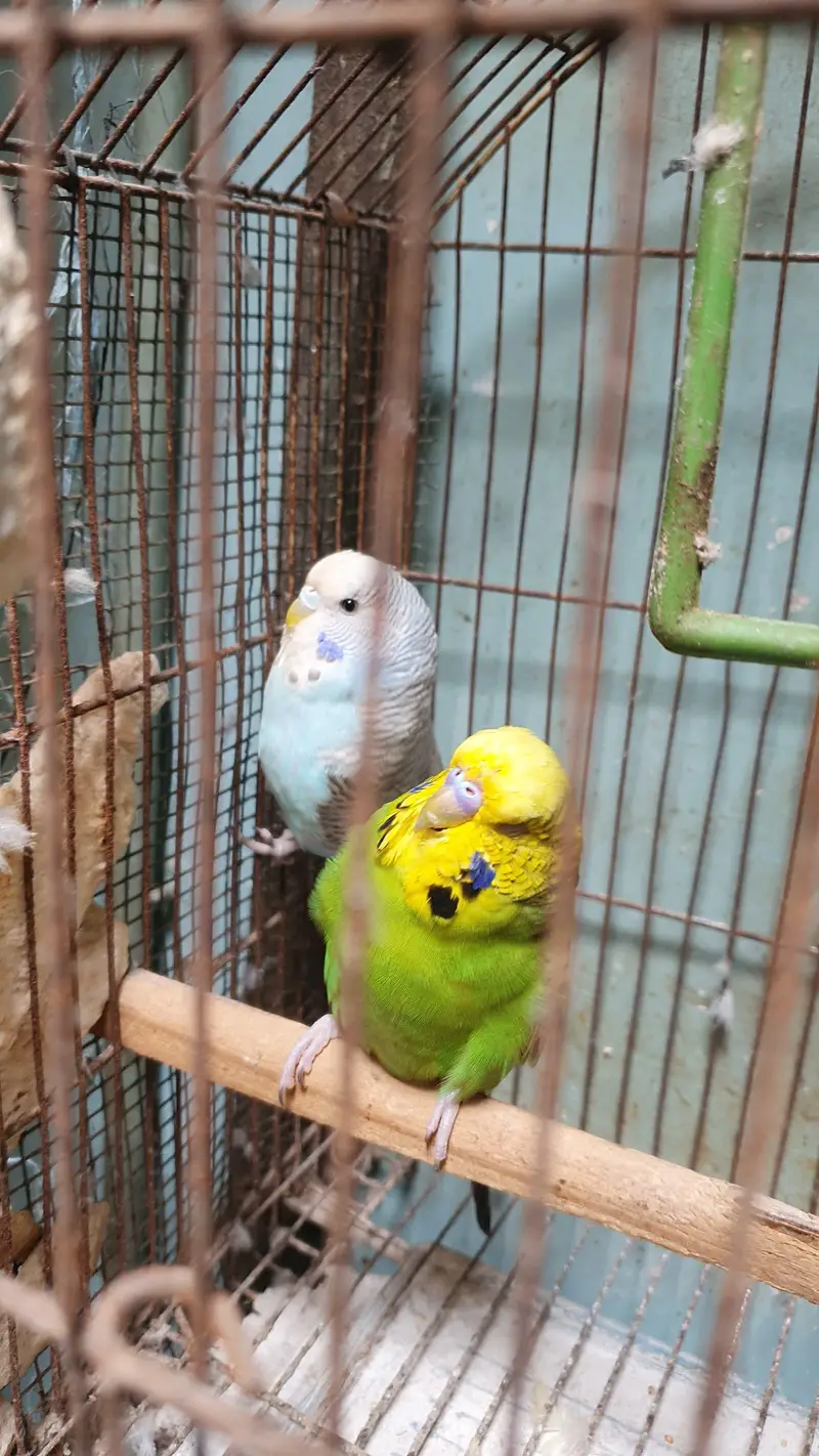 Exhibition Male / King Size pair / Tcb King Size pathi Female — photo 9
