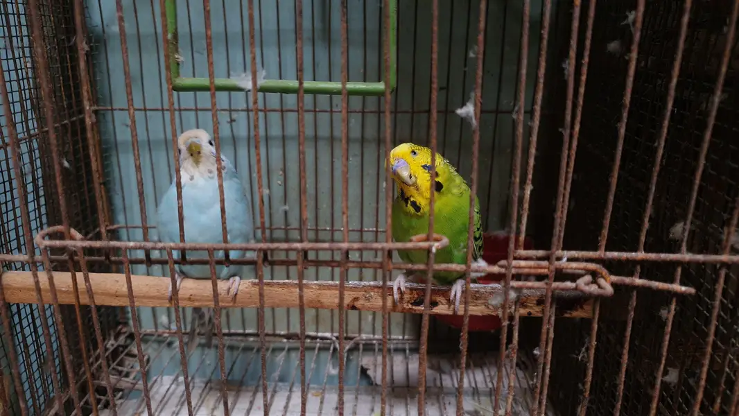 Exhibition Male / King Size pair / Tcb King Size pathi Female — photo 10