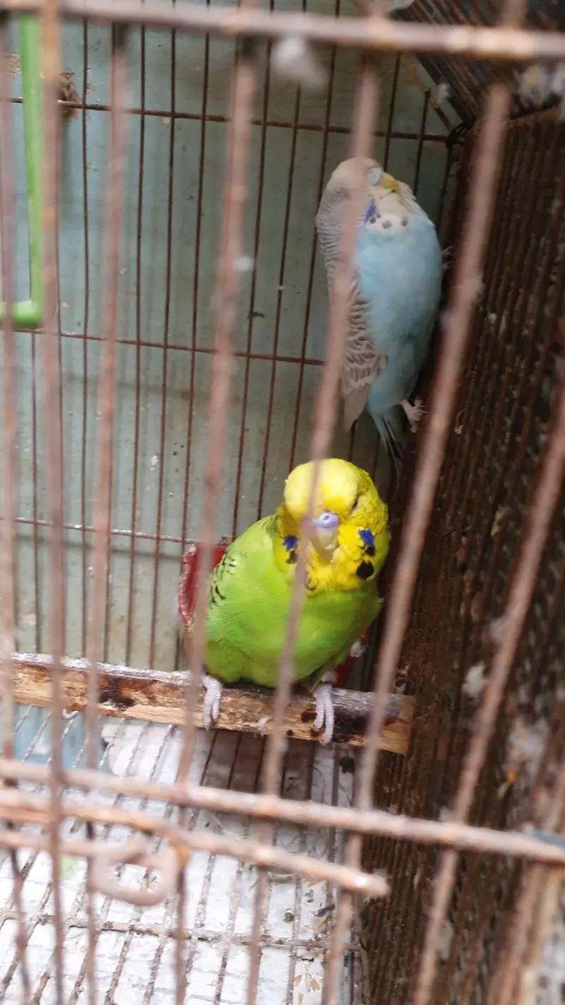 Exhibition Male / King Size pair / Tcb King Size pathi Female — photo 11