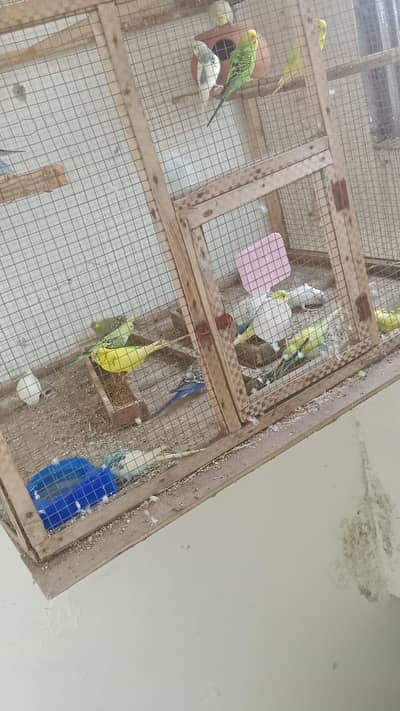 Australian parrot Required healthy active Pathe & pair