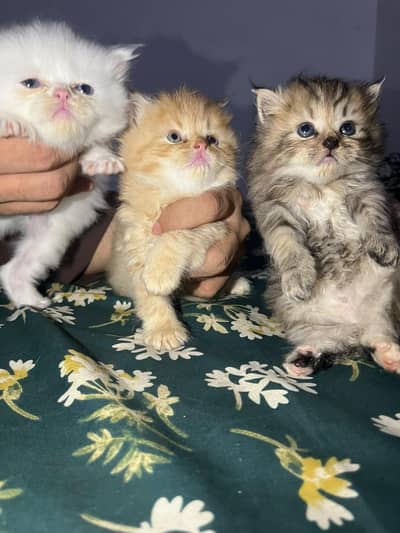 3 kittens available